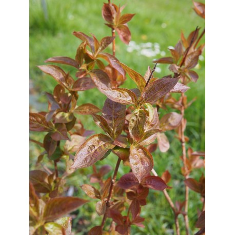 Weigela 'Wings of Fire'