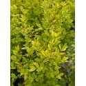 Ligustrum ovalifolium 'Aureum' - troènes de Californie, troènes dorés,