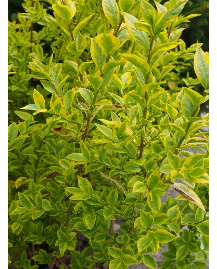 Ligustrum ovalifolium 'Aureum' - troènes de Californie, troènes dorés,