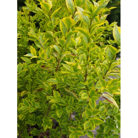 Ligustrum ovalifolium 'Aureum' - troènes de Californie, troènes dorés,