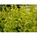 Ligustrum ovalifolium 'Aureum' - troènes de Californie, troènes dorés,