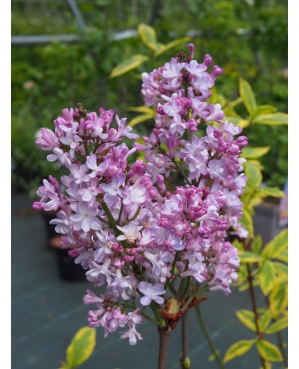 Syringa 'Me Antoine Buchner'