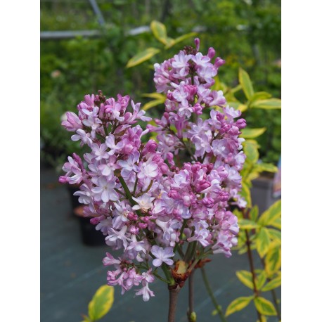 Syringa 'Me Antoine Buchner'