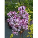 Syringa 'Me Antoine Buchner'