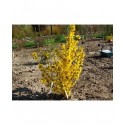 Forsythia intermedia x 'Goldrausch'