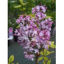 Syringa 'Me Antoine Buchner'