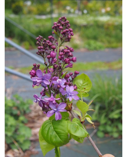 Syringa 'Violetta'