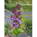 Syringa 'Violetta'