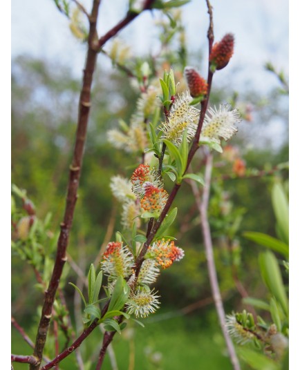 Salix purpurea 'Pendula' x rosmarinifolia