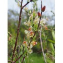 Salix purpurea 'Pendula' x rosmarinifolia
