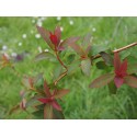 Spiraea bella -Spirée élégante