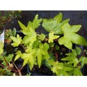 Hedera helix 'Jacobine'