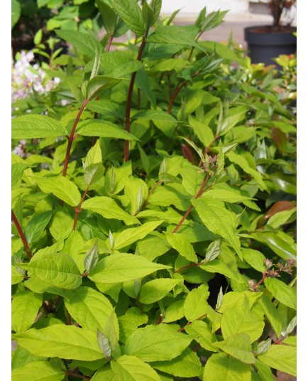 Deutzia x 'Raspberry Sundae' ®