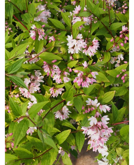 Deutzia 'Yuki Cherry Blossom' ®