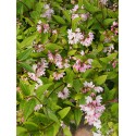 Deutzia 'Yuki Cherry Blossom' ®