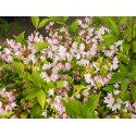 Deutzia 'Yuki Cherry Blossom' ®