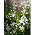 Deutzia 'Yuki Snowflake' ®