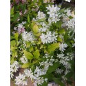 Deutzia 'Yuki Snowflake' ®