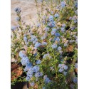 Ceanothus 'Edinburgh' - lilas de Californie, ceanothes,