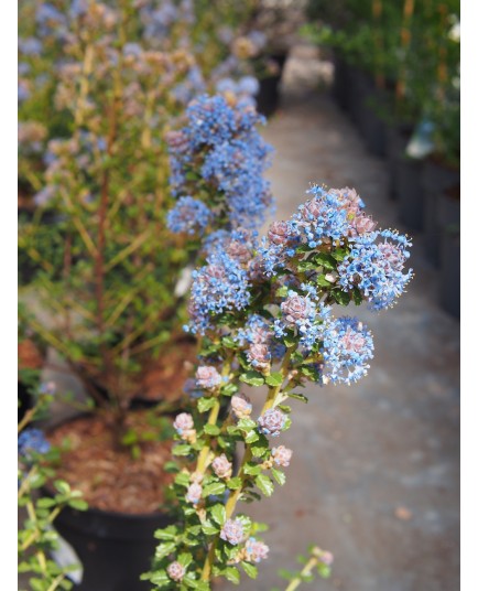 Ceanothus 'Edinburgh' - lilas de Californie, ceanothes,