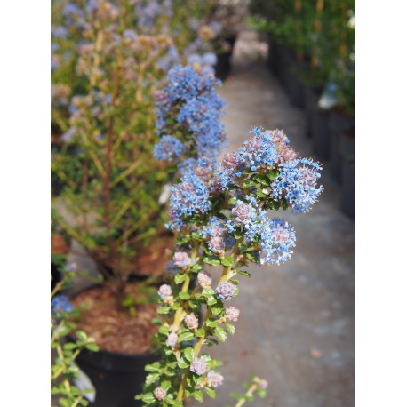 Ceanothus 'Edinburgh' - lilas de Californie, ceanothes,