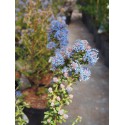 Ceanothus 'Edinburgh' - lilas de Californie, ceanothes,