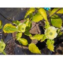 Cornus florida 'Rainbow'