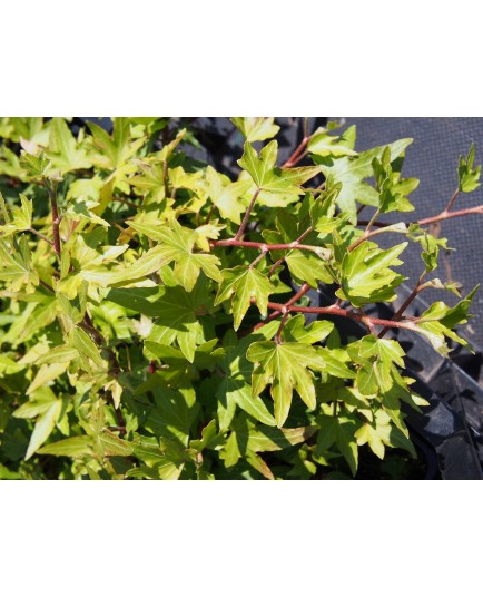 Hedera helix 'Jacobine'