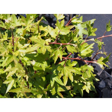 Hedera helix 'Jacobine'