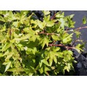 Hedera helix 'Jacobine'