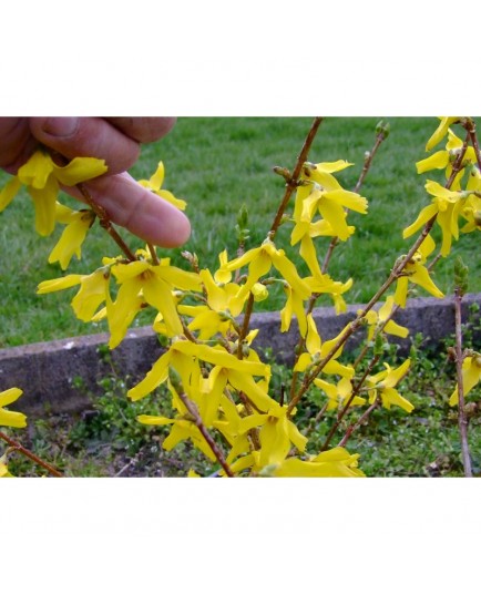 Forsythia intermedia x 'Karl Sax'