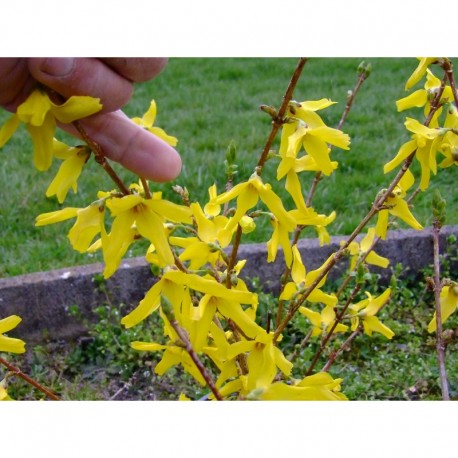 Forsythia intermedia x 'Karl Sax'
