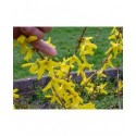 Forsythia intermedia x 'Karl Sax'