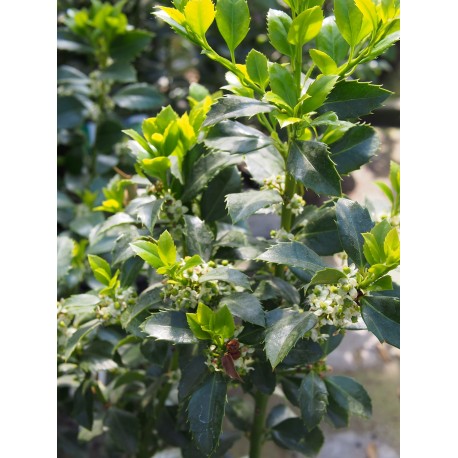 Ilex meservae x 'Heckenfee' ®- houx