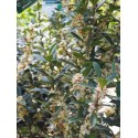 Ilex meservae x 'Heckenpracht'® - houx