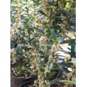 Ilex meservae x 'Heckenpracht'® - houx