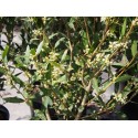 Phillyrea latifolia- filaire à large feuilles