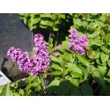 Syringa vulgaris 'Charles Joly' - Lilas Commum