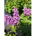 Syringa vulgaris 'Charles Joly' - Lilas Commum