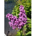 Syringa vulgaris 'Charles Joly' - Lilas Commum