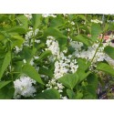 Syringa vulgaris 'Mme Lemoine' - lilas commums,