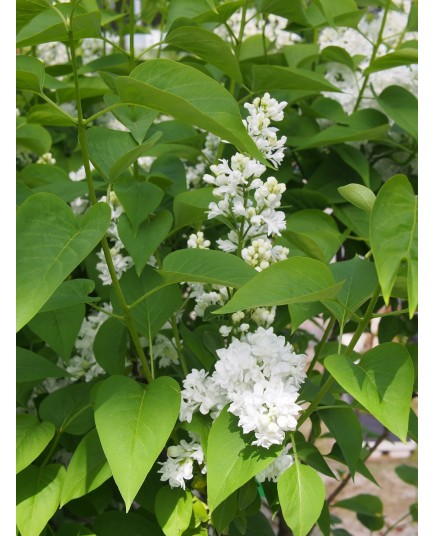 Syringa vulgaris 'Mme Lemoine' - lilas commums,