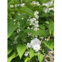 Syringa vulgaris 'Mme Lemoine' - lilas commums,