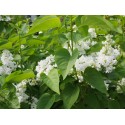 Syringa vulgaris 'Mme Lemoine' - lilas commums,