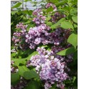 Syringa vulgaris 'Michel Buchner' - Lilas Commum