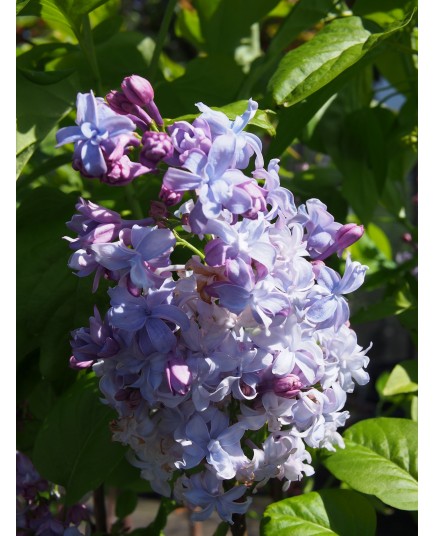 Syringa vulgaris ' Nadezhda'