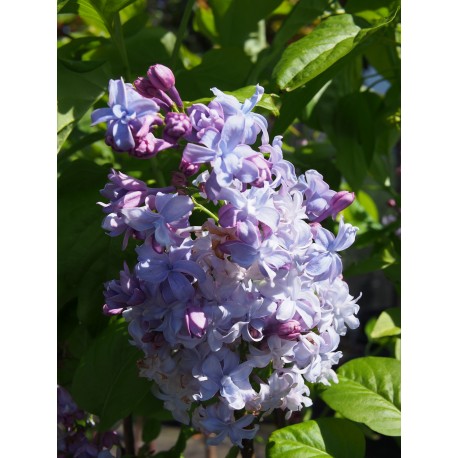 Syringa vulgaris ' Nadezhda'