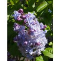 Syringa vulgaris ' Nadezhda'