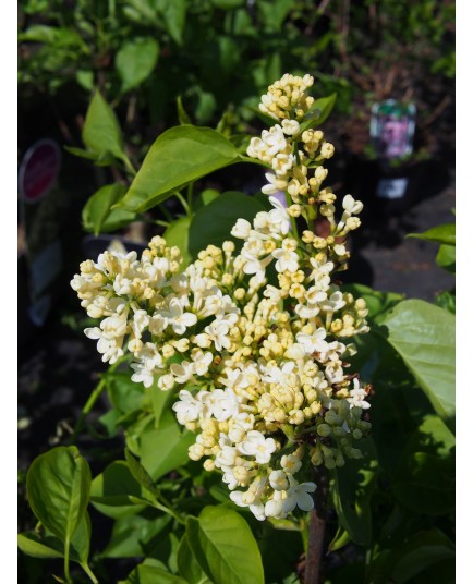 Syringa vulgaris 'Primrose'