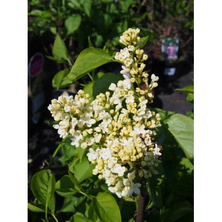 Syringa vulgaris 'Primrose'